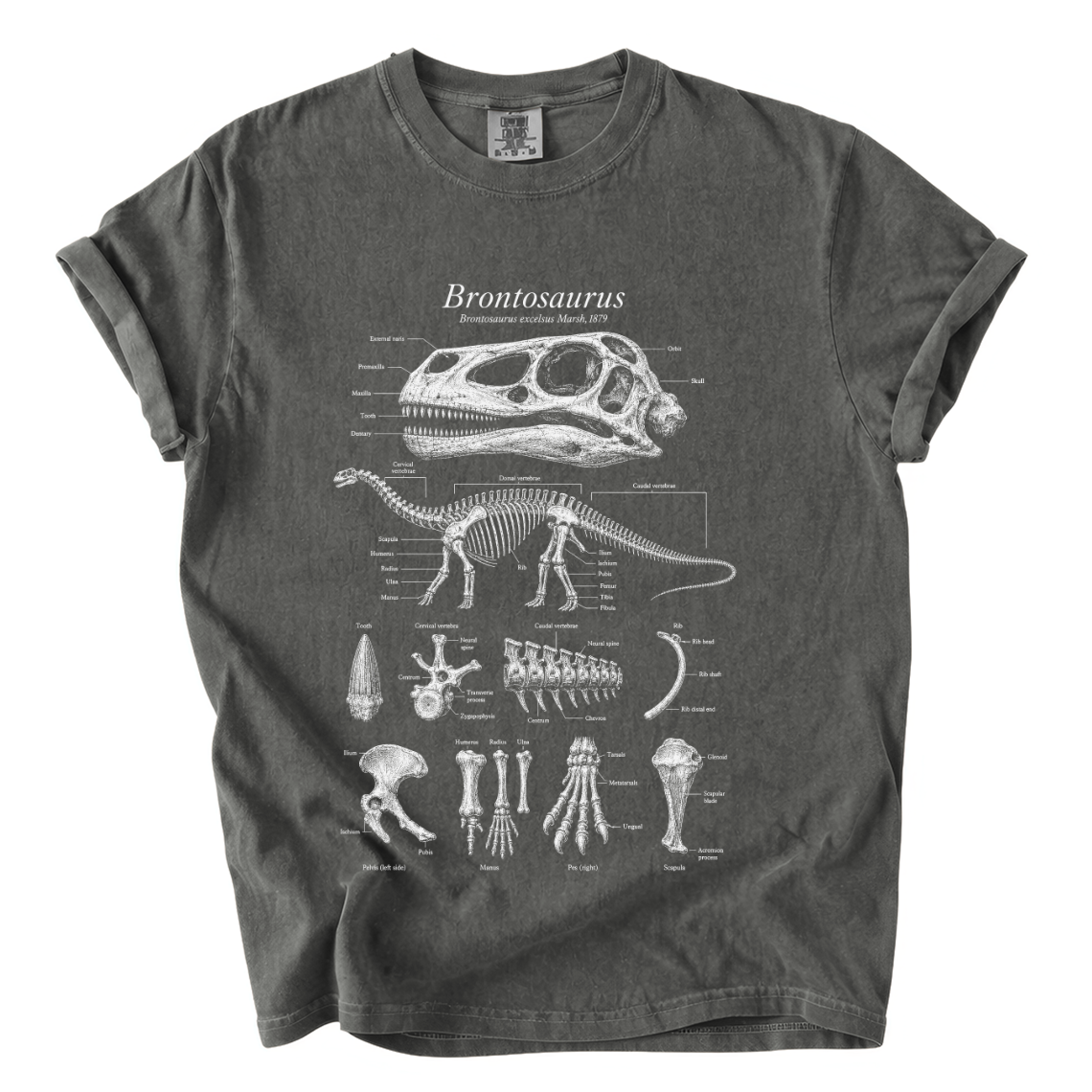 Brontosaurus Anatomy Shirt – Paleontology Comfort Colors Graphic Tee