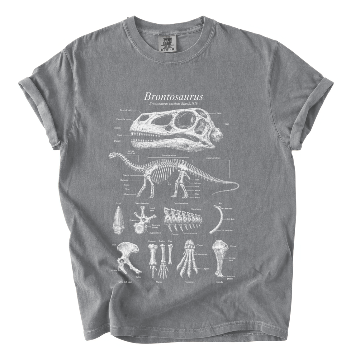 Brontosaurus Anatomy Shirt – Paleontology Comfort Colors Graphic Tee