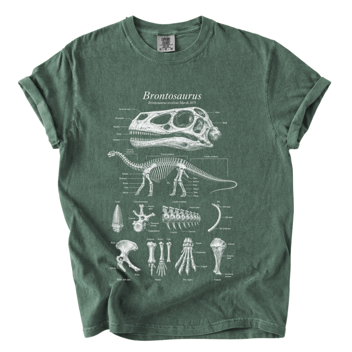 Brontosaurus Anatomy Shirt – Paleontology Comfort Colors Graphic Tee