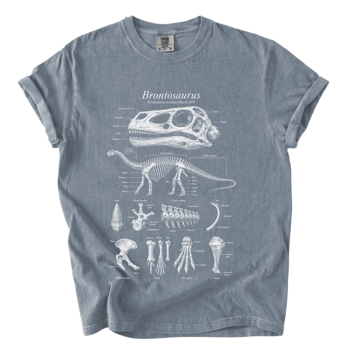 Brontosaurus Anatomy Shirt – Paleontology Comfort Colors Graphic Tee
