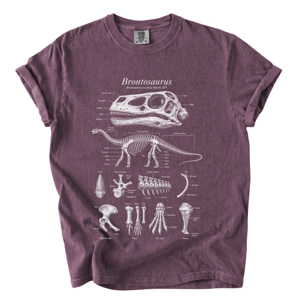 Brontosaurus Anatomy Shirt – Paleontology Comfort Colors Graphic Tee