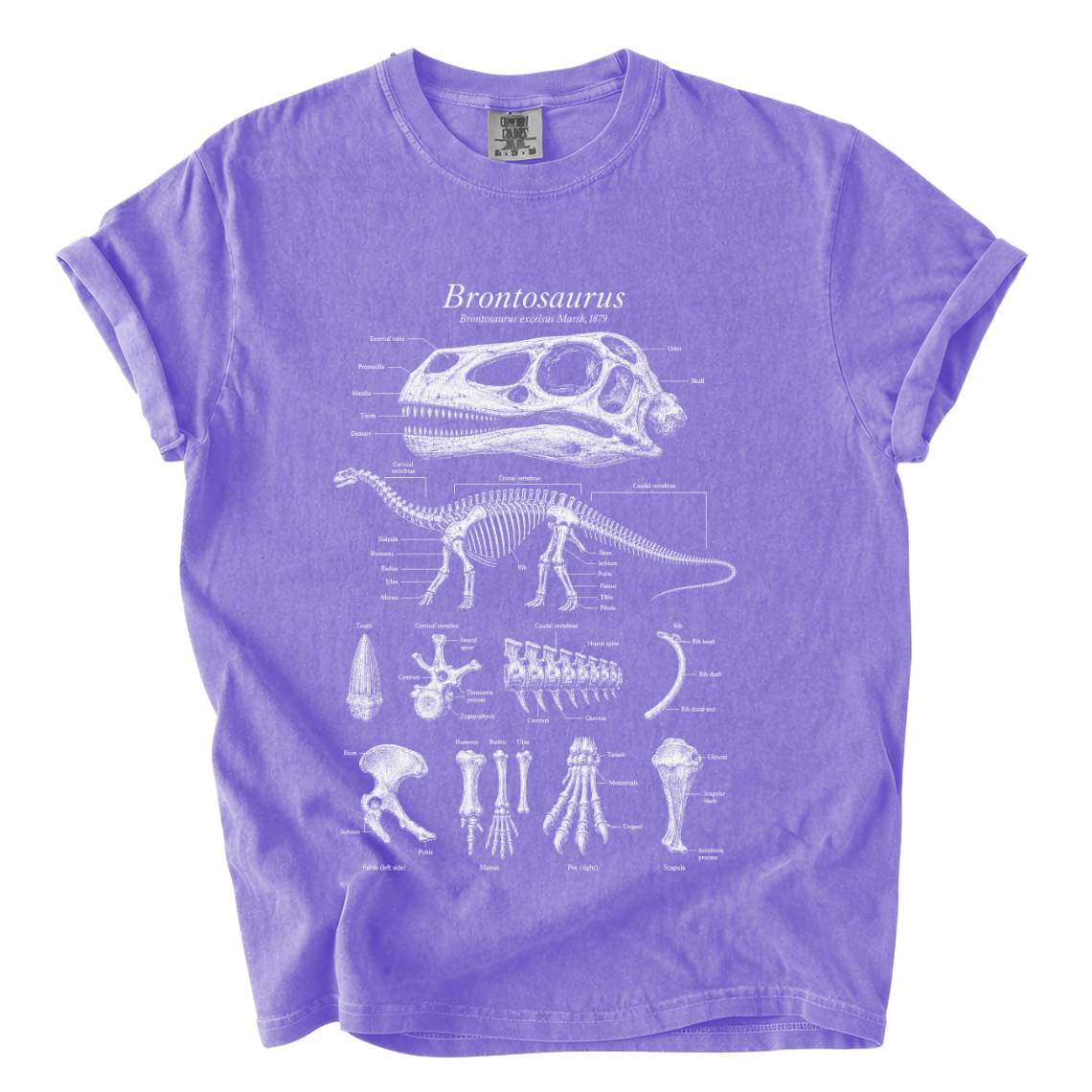 Brontosaurus Anatomy Shirt – Paleontology Comfort Colors Graphic Tee