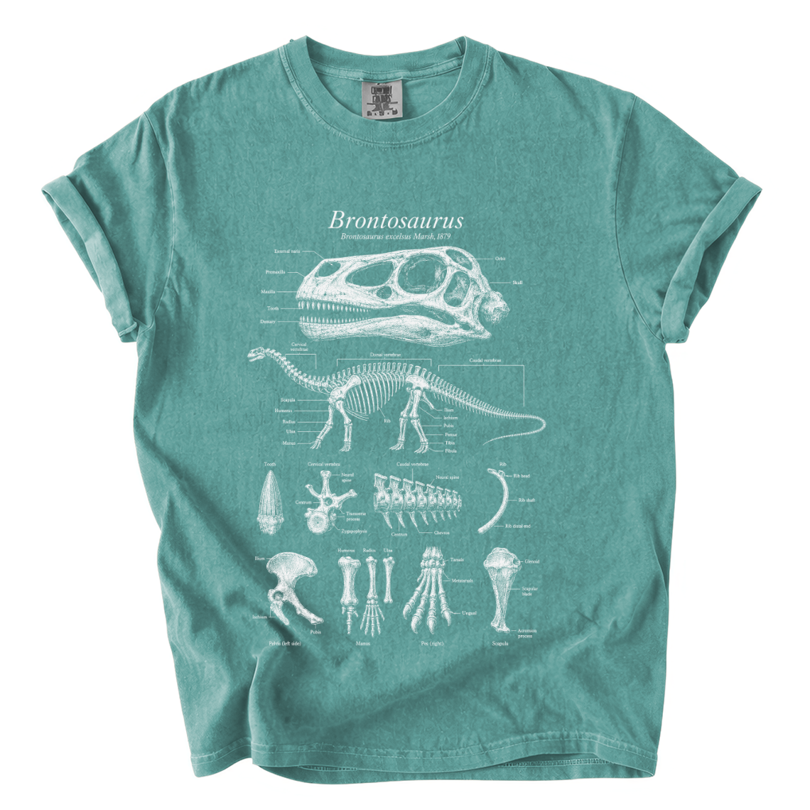 Brontosaurus Anatomy Shirt – Paleontology Comfort Colors Graphic Tee